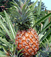 pine