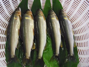 勝山市漁業協同組合：天然遡上の九頭竜鮎を急速冷凍しました「九頭竜川勝山あゆ」