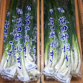 「福井伝統野菜」谷田部ネギ 約1.5kg ※季節商品※